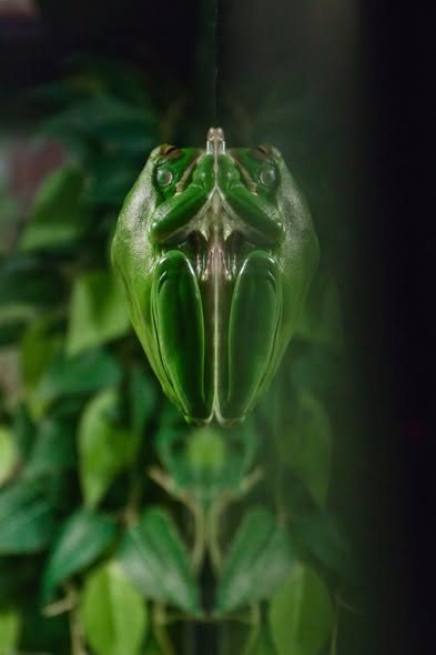A green chrysalis hanging from a leaf